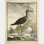 The Combatant or Sea Peacock, moulting.