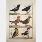 Natural history, Ornithology. The Great Manakin