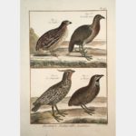 Natural history, Ornithology. Quail