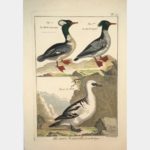 Histoire naturelle, Ornithologie. Le Harle couronné