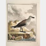 Le Fulmar ou petrel-puffin, de l'Isle de St-Kilda