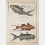 Natural history. The Pentadactyl.