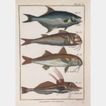 Natural history. L'Amie.