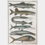 Histoire naturelle. Le Sinode.