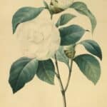 Camellia (var.) white flowers. Camellia Japonica.