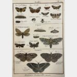 Histoire naturelle. Bombix. Hépiale. Noctuelle.