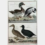 Histoire naturelle, Ornithologie. Le beau Canard huppé.