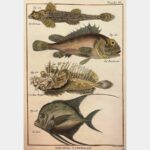 Histoire naturelle. Le Lisiza. La Rascasse.