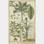 Coffee. Sugar cane. Tea.