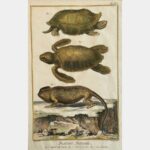 Histoire naturelle, Tortue de terre, Tortue de mer, Le caméléon