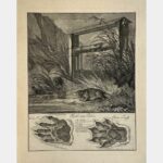 Castor. "Spuhr eines Bibers