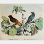 Cotinga Ouette (Ampelis carnifex). Cotinga Quereiva (Ampelis Cayana), Cayenne.