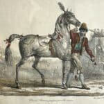 Roman horse prepared for the race.