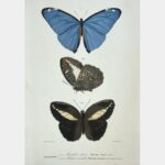 Nymphalides - Morpho adonis - Pavonic anaxandre